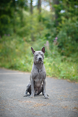 Image showing thai ridgeback dog outdoors