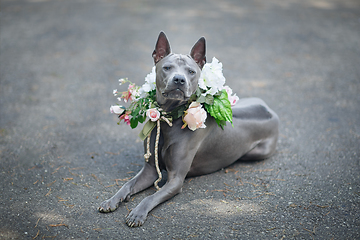 Image showing thai ridgeback dog in flower wreath