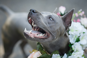 Image showing thai ridgeback dog in flower wreath