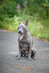 Image showing thai ridgeback dog outdoors