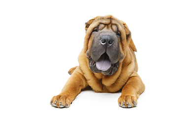 Image showing beautiful shar pei puppy