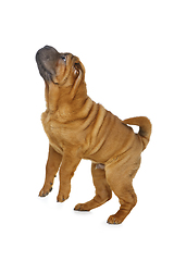 Image showing beautiful shar pei puppy