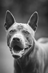 Image showing thai ridgeback dog outdoors