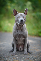 Image showing thai ridgeback dog outdoors