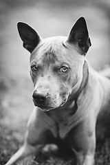 Image showing thai ridgeback dog outdoors