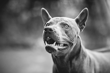 Image showing thai ridgeback dog outdoors