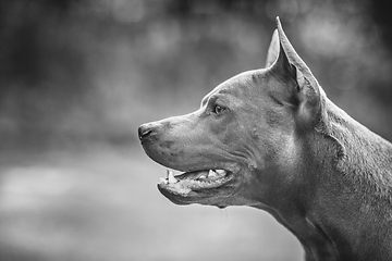 Image showing thai ridgeback dog outdoors