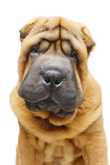 Image showing beautiful shar pei puppy