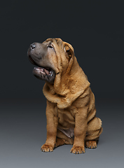 Image showing beautiful shar pei puppy