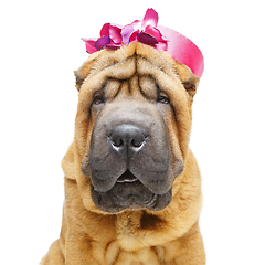 Image showing beautiful shar pei puppy in hat