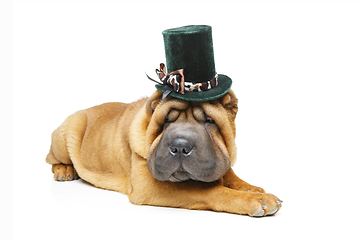 Image showing beautiful shar pei puppy in hat