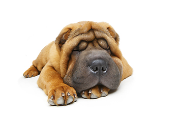 Image showing beautiful shar pei puppy