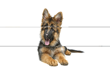 Image showing beautiful german shepard puppy