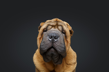 Image showing beautiful shar pei puppy