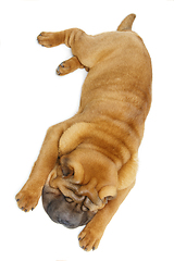 Image showing beautiful shar pei puppy sleeping