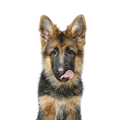 Image showing beautiful german shepard puppy