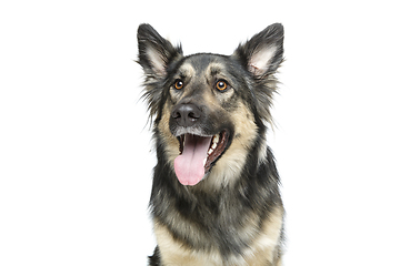 Image showing beautiful dog isolated on white