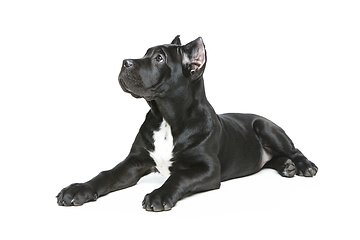 Image showing beautiful cane corso puppy