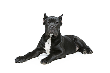 Image showing beautiful cane corso puppy