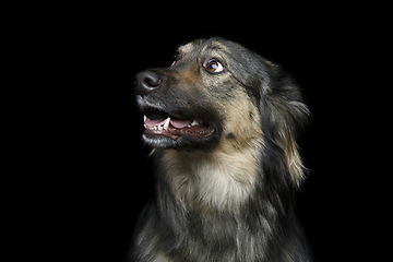 Image showing beautiful dog isolated on black