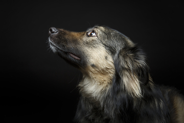 Image showing beautiful dog isolated on black