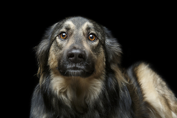 Image showing beautiful dog isolated on black