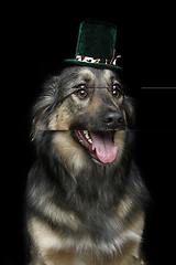 Image showing beautiful dog in hat isolated on black