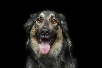 Image showing beautiful dog isolated on black