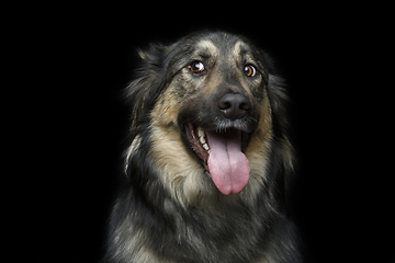 Image showing beautiful dog isolated on black