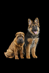 Image showing beautiful two puppy dogs