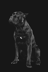 Image showing beautiful cane corso dog