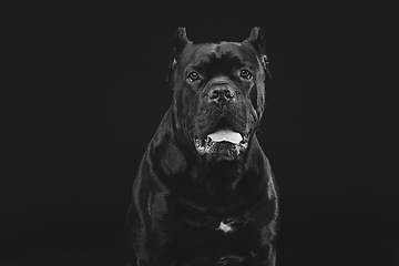 Image showing beautiful cane corso dog