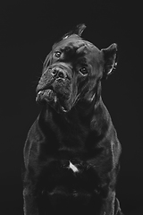 Image showing beautiful cane corso dog