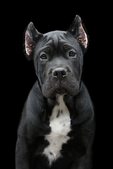 Image showing beautiful cane corso puppy