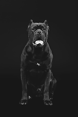 Image showing beautiful cane corso dog