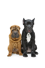 Image showing beautiful two puppy dogs