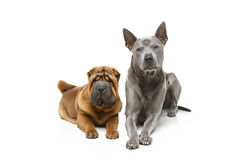 Image showing beautiful two dogs