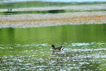 Image showing duck of Eurasian coot on the water
