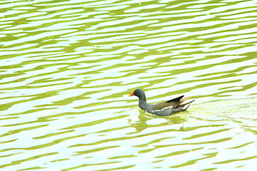 Image showing duck of Eurasian coot on the water