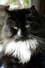 Image showing muzzle of black cat