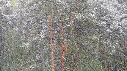 Image showing Snow blizzard in the pine forest.