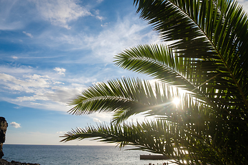 Image showing Palm tree leaves against sunset light