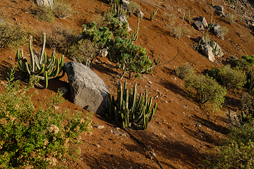 Image showing cactus plants on tenerife island
