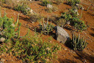 Image showing cactus plants on tenerife island