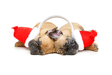 Image showing puppies sleeping in christmas hats