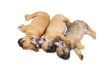 Image showing french bulldog puppies sleeping