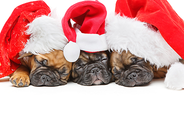 Image showing puppies sleeping in christmas hats