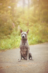 Image showing thai ridgeback dog outdoors