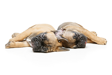 Image showing french bulldog puppies sleeping