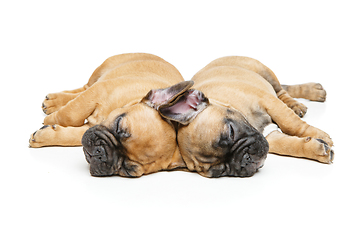 Image showing french bulldog puppies sleeping